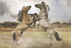 Fjord horses