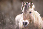 Fjordhorse