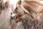 Fjordhorses