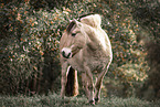Fjordhorse