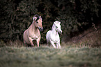 Fjord horses