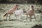 Fjord horses