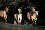 Fjord horses