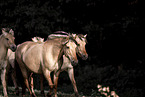 Fjord horses