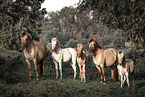 Fjord horses