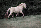 Fjord horse