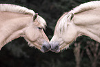 Fjord horses