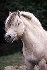 Fjord horse