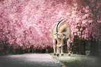 Fjord horse
