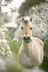 Fjord Horse