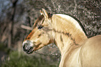 Fjord horse