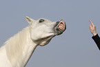 arabian horse portrait