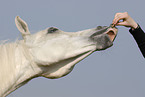 arabian horse portrait