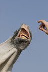 arabian horse portrait