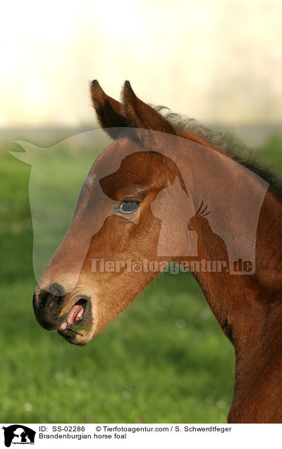 Brandenburger Fohlen / Brandenburgian horse foal / SS-02286