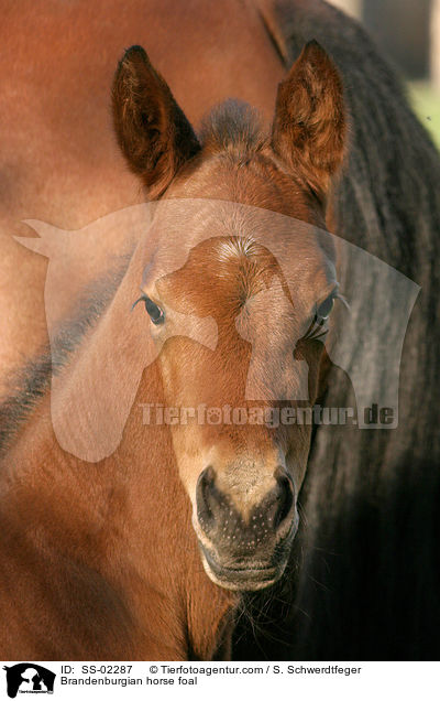 Brandenburger Fohlen / Brandenburgian horse foal / SS-02287