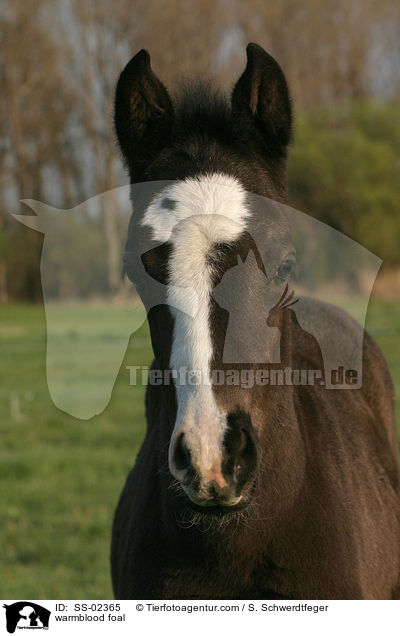 warmblood foal / SS-02365