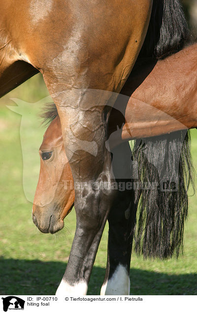 Fohlen versteckt sich / hiting foal / IP-00710