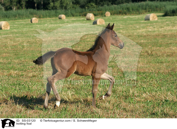 trotting foal / SS-03120