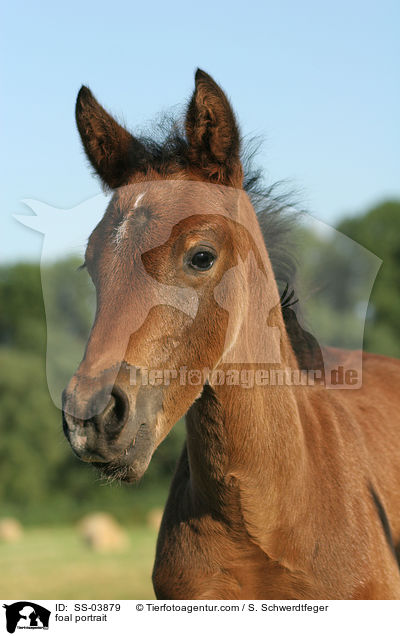 foal portrait / SS-03879