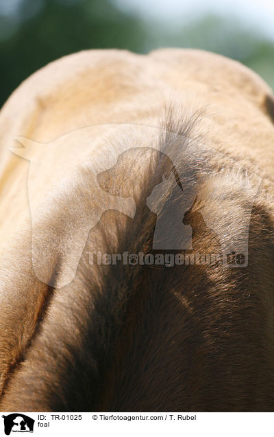 Mhnenkamm / foal / TR-01025