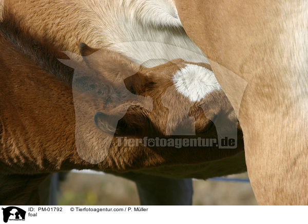 Fohlen / foal / PM-01792
