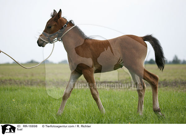 foal / RR-16898