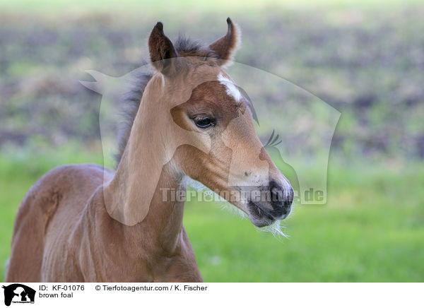 brown foal / KF-01076