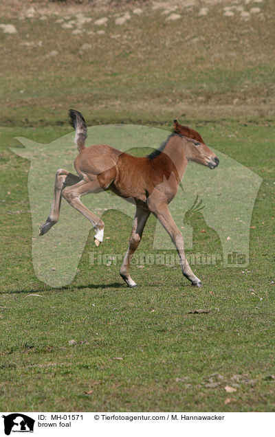 braunes Fohlen / brown foal / MH-01571