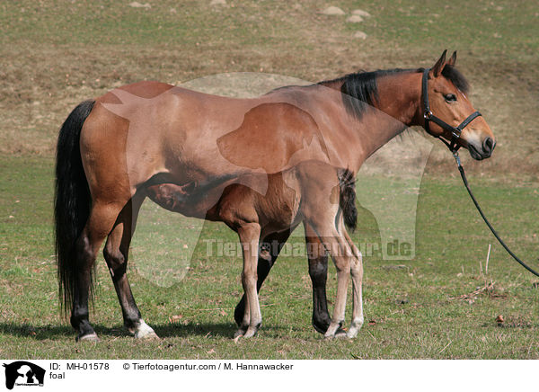 Fohlen / foal / MH-01578