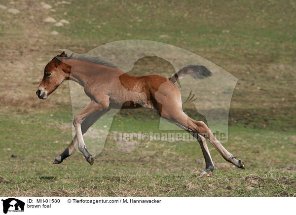 braunes Fohlen / brown foal / MH-01580