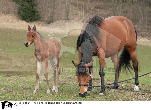 Fohlen / foal / MH-01581