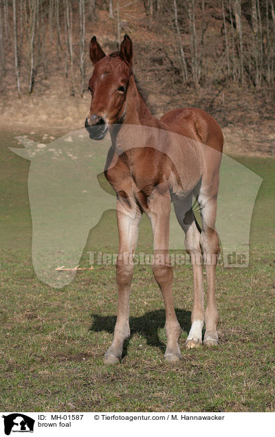 braunes Fohlen / brown foal / MH-01587