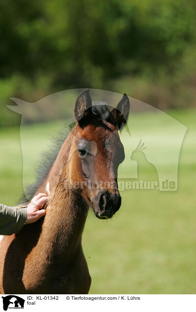 Fohlen / foal / KL-01342