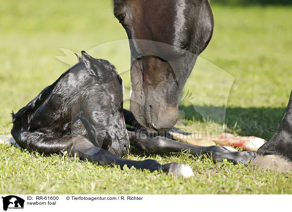 newborn foal / RR-61600