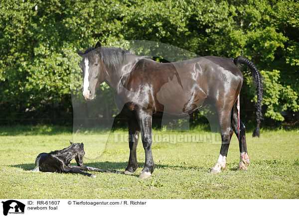 neugeborenes Fohlen / newborn foal / RR-61607