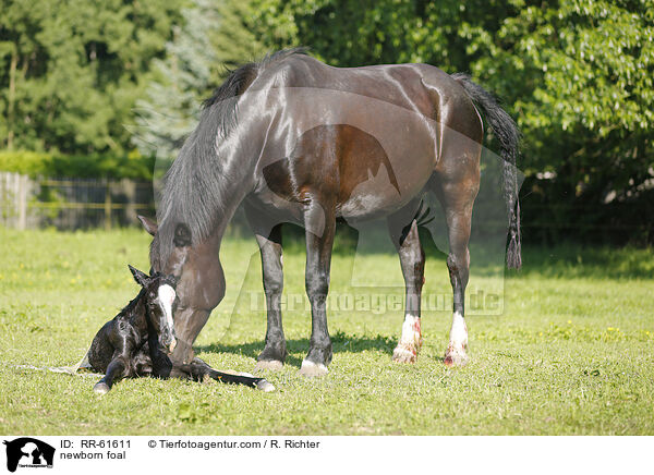 newborn foal / RR-61611