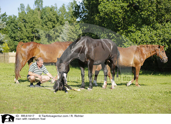 man with newborn foal / RR-61617