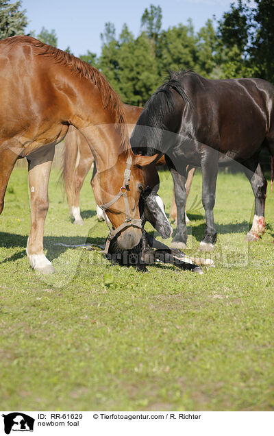 newborn foal / RR-61629