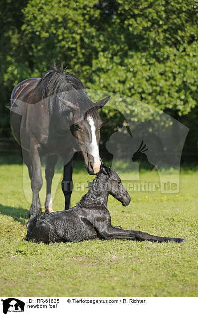newborn foal / RR-61635