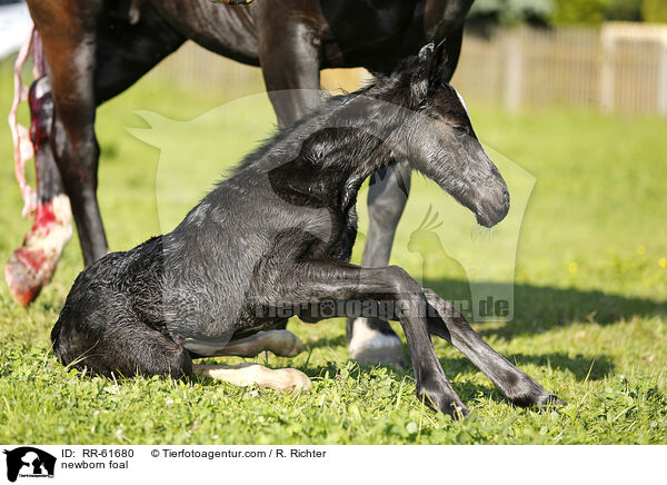 neugeborenes Fohlen / newborn foal / RR-61680