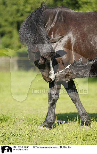newborn foal / RR-61730