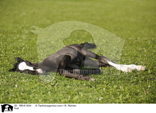 Fohlen / foal / RR-61954