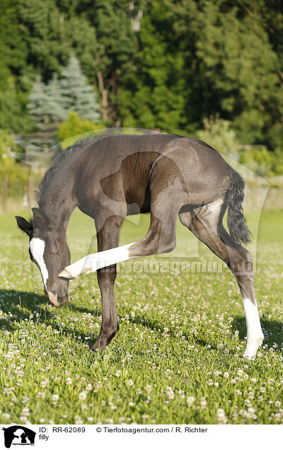 Stutfohlen / filly / RR-62089