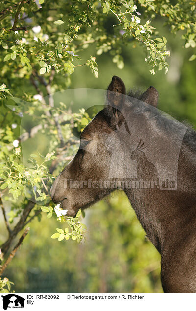 Stutfohlen / filly / RR-62092