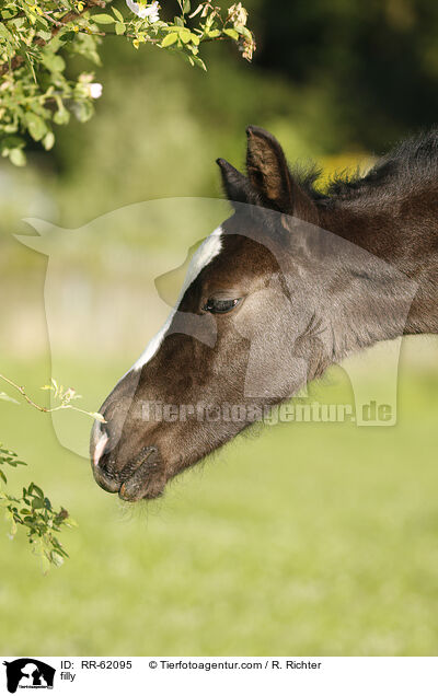 Stutfohlen / filly / RR-62095