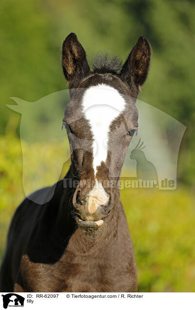 Stutfohlen / filly / RR-62097