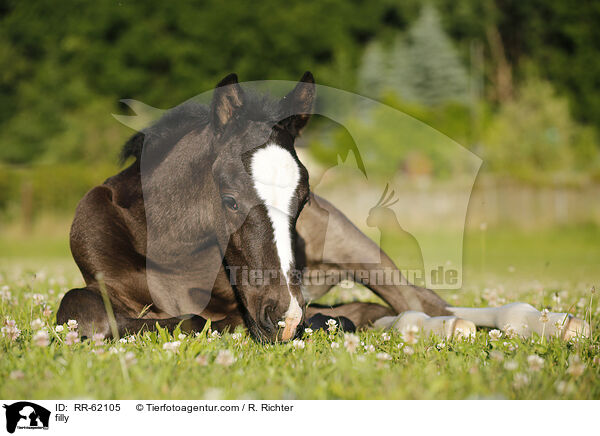Stutfohlen / filly / RR-62105