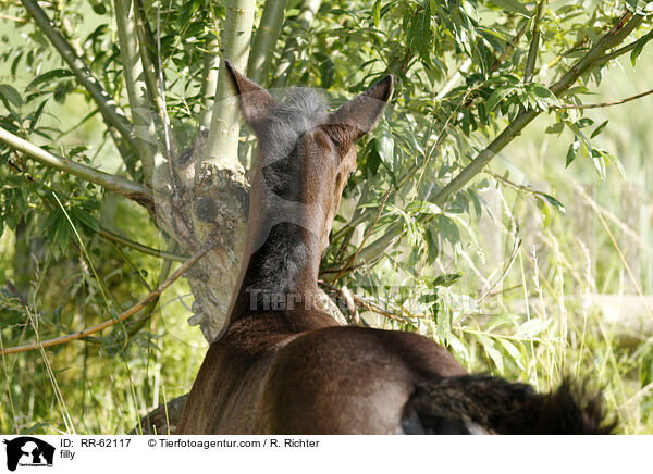 Stutfohlen / filly / RR-62117