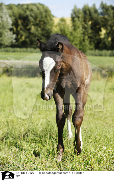 filly / RR-62127